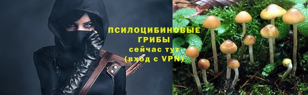 прущие грибы Костерёво
